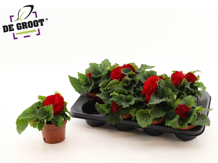 <h4>Begonia Tuberhybrida Grp Tenella F1 Scarlet</h4>