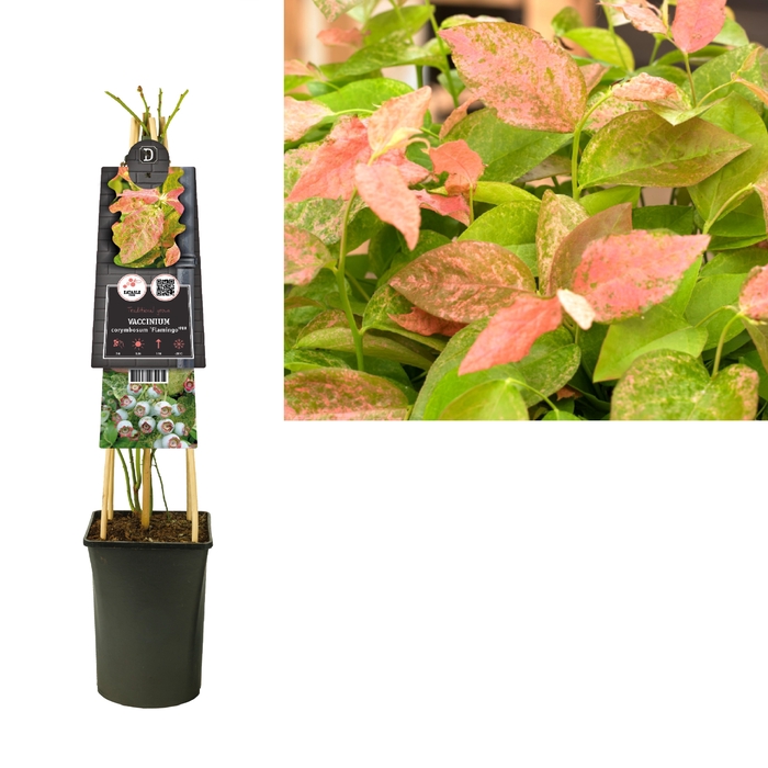 <h4>Vaccinium corymbosum 'Flamingo' 3.0 label</h4>