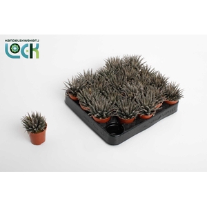 Haworthia Haworthioides