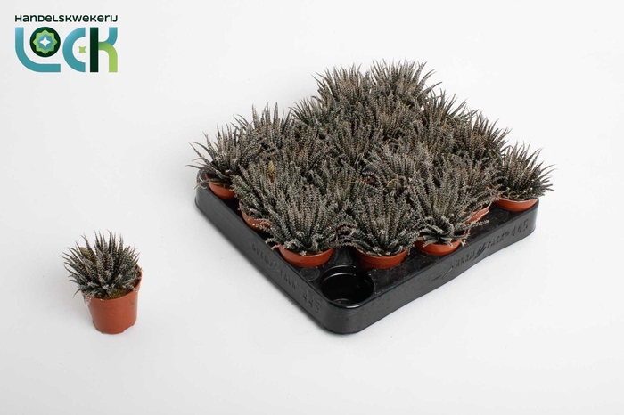 <h4>Haworthia Haworthioides</h4>