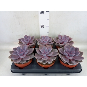 Echeveria  'Purple Pearl'