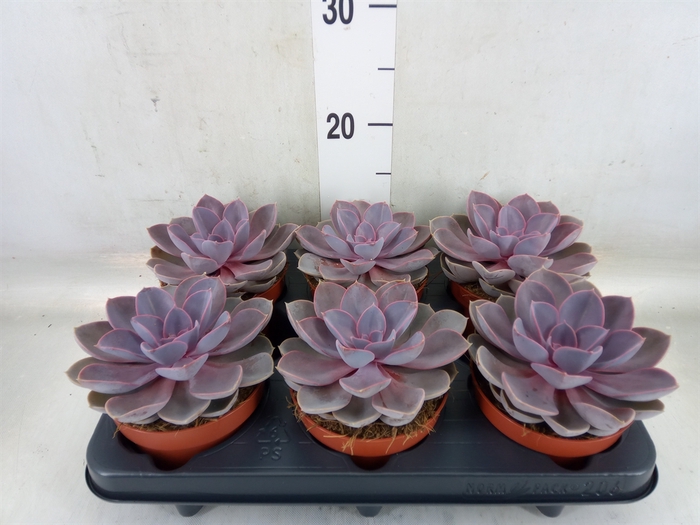 <h4>Echeveria  'Purple Pearl'</h4>