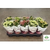 Kalanchoe ROYALE Mix 12Ø 25cm