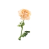 Ranunculus Salmon