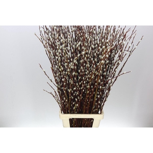 Salix Pussy Willow