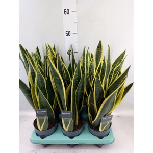 Sansevieria trifa. 'Black Gold'