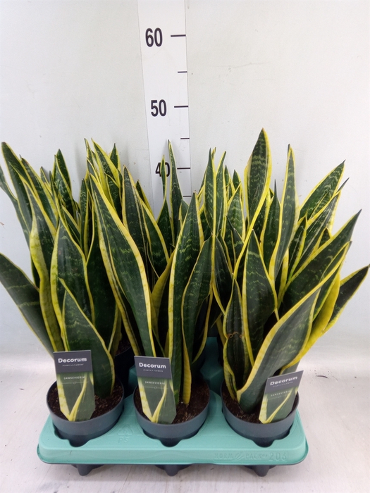 <h4>Sansevieria trifa. 'Black Gold'</h4>