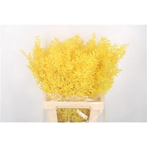 Ruscus. Yellow Per Stem