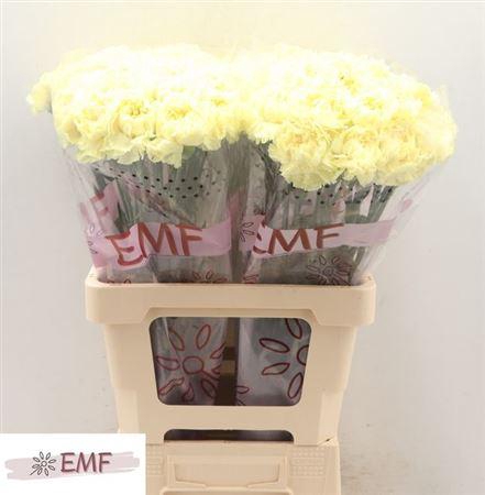 <h4>Di St Luiza</h4>