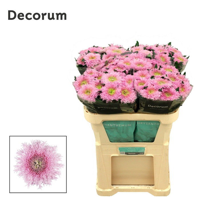 <h4>Chrysanten Chr G Etrusko</h4>
