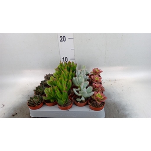 Succulents   ...mix 5