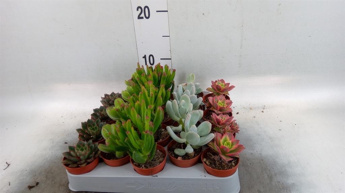 <h4>Succulents   ...mix 5</h4>