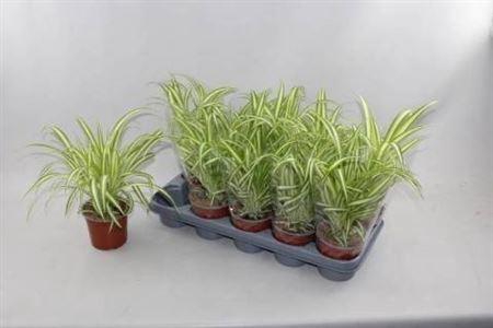 <h4>Chlor Com Variegatum</h4>