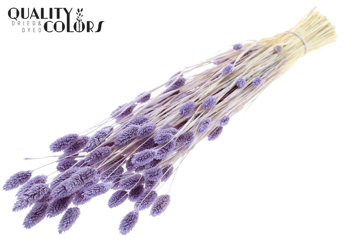 <h4>Phalaris per bunch Intense Milka</h4>