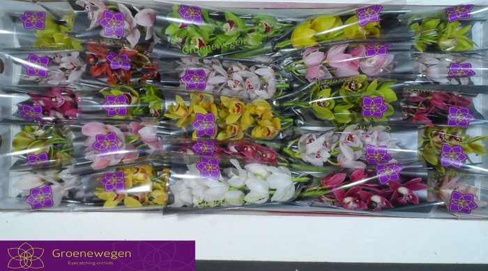 <h4>CYMB MI GEM</h4>