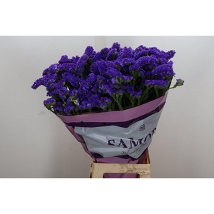 Lim S Acqua Su Birds