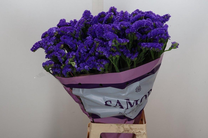 <h4>Lim S Acqua Su Birds</h4>