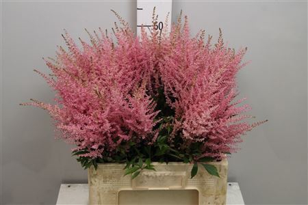 <h4>Astilbe arendsii 'Erika'</h4>