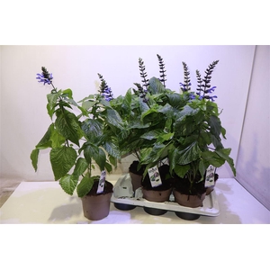 Salvia Black & Bloom