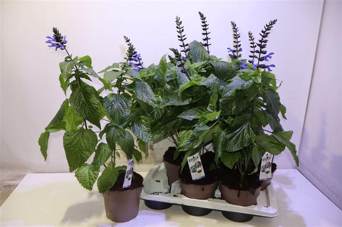 <h4>Salvia Black & Bloom</h4>