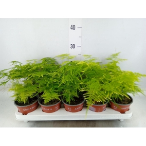 Asparagus setaceus