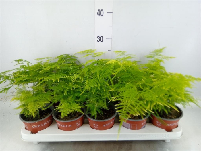 <h4>Asparagus setaceus</h4>