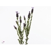 LAVANDULA STOECHAS