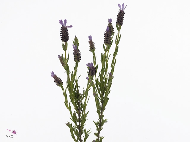 LAVANDULA STOECHAS