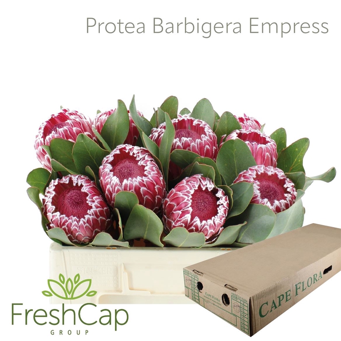 <h4>Protea Barbigera Empress</h4>