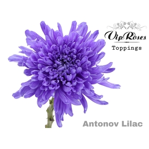 CHR G ANTONOV LILAC