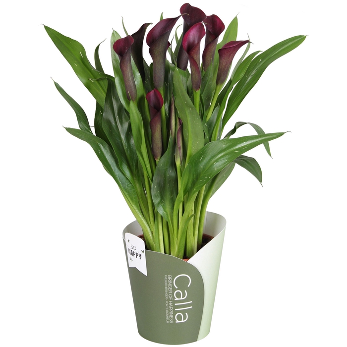 <h4>Zantedeschia Bullit SoHappyCalla donkerpaars met groene potcover</h4>