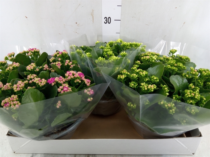 <h4>Kalanchoe blos.   ..rosebud mix  5</h4>