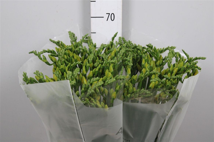 Fr Du Ballade (op Kleur!)