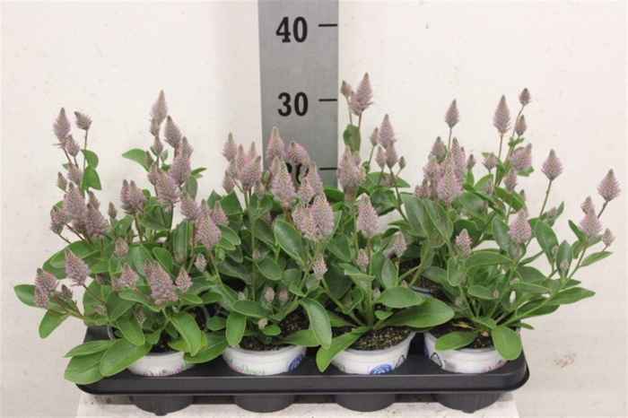 <h4>Ptilotus exaltatus Joey</h4>
