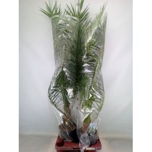 Phoenix canariensis