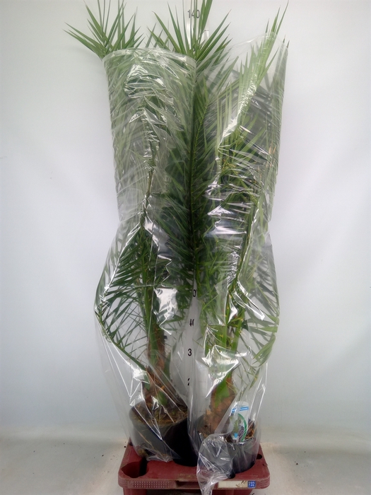 <h4>Phoenix canariensis</h4>