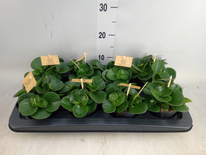 <h4>Peperomia obt. 'Obtipan'</h4>