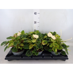 Peperomia
