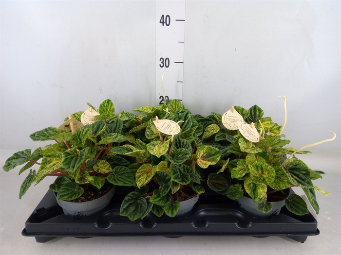 <h4>Peperomia</h4>