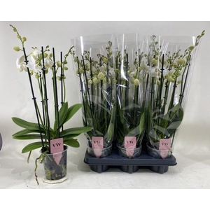 PHAL AN INVERNESS