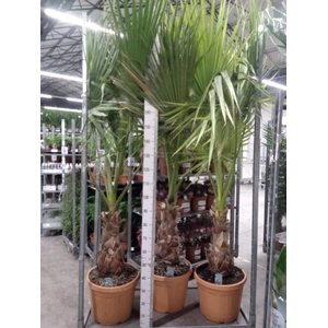 Washingtonia filifera
