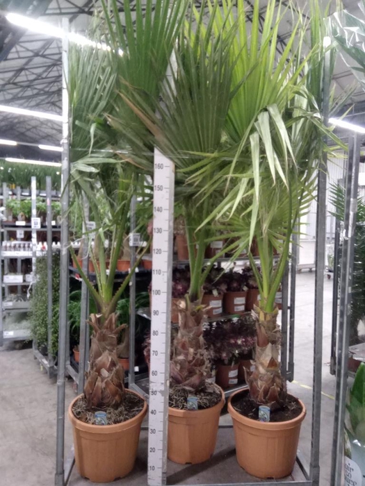 <h4>Washingtonia filifera</h4>