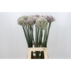 Allium Kenton