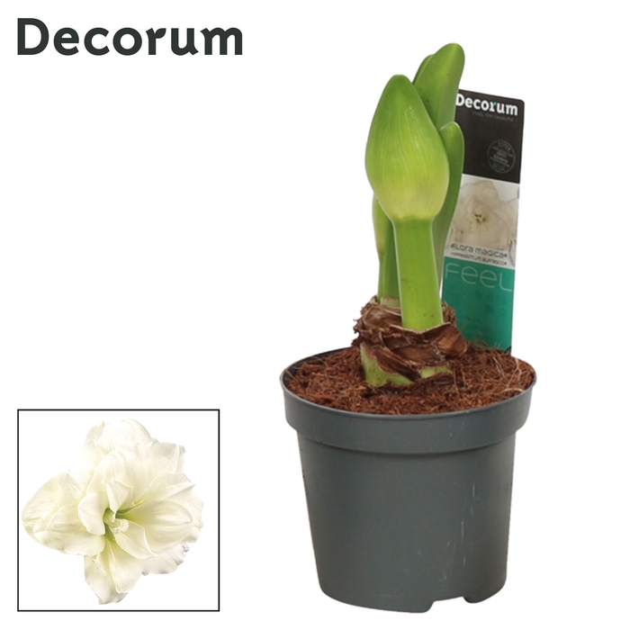 <h4>Hippeastrum Kolibri Alfresco 2 Knop (Decorum)</h4>