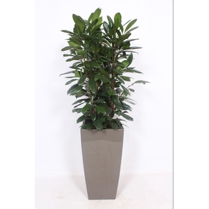 Ficus Cyathistipula Kunstof Piza Taupe