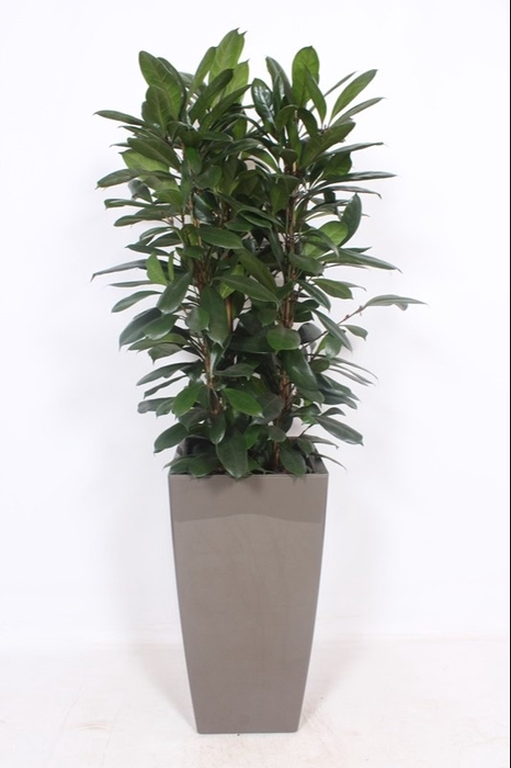 <h4>Ficus Cyathistipula Kunstof Piza Taupe</h4>