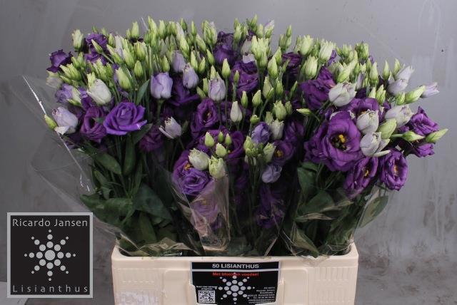 <h4>EUS G ROSI BLUE</h4>