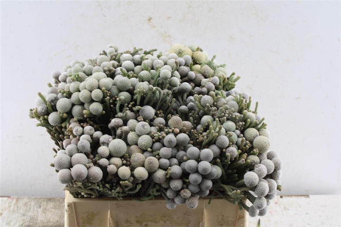 <h4>Kaaps Silver Brunia</h4>