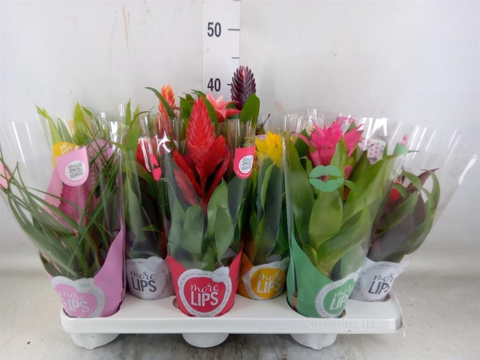 <h4>Bromelia ...mix</h4>