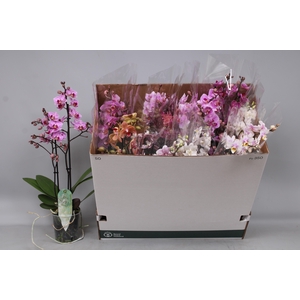 PHAL MF GEM 5 KL